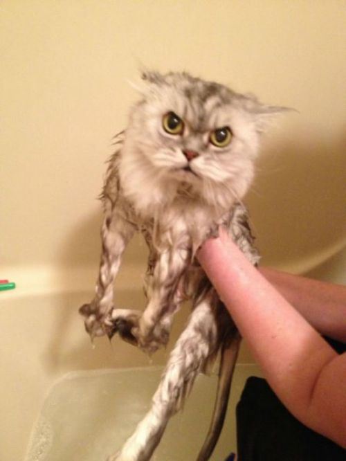 Principles of Estimating