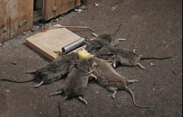 Davis Bacon and Meebeeweebees