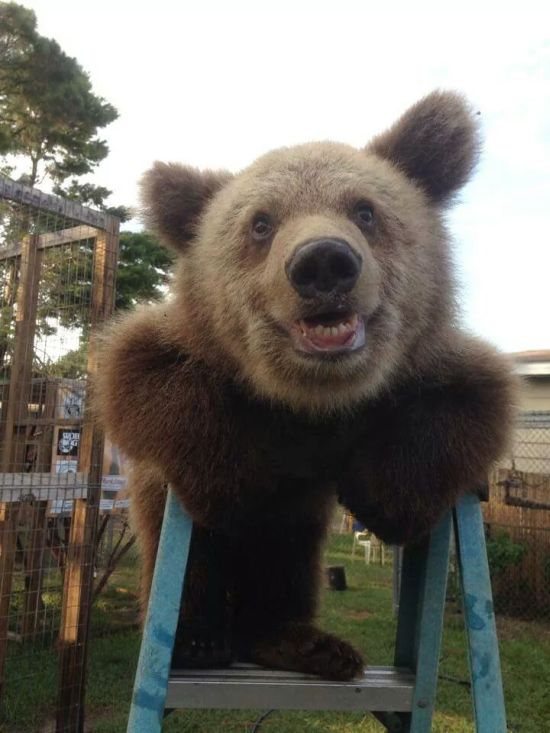 bearladder