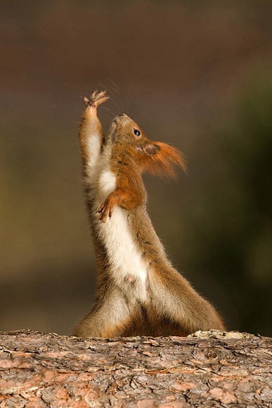 squirrel dance