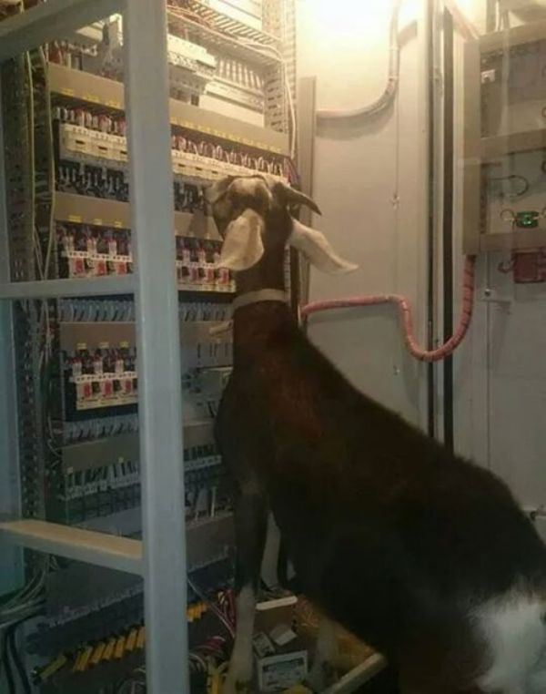 Goat electrician