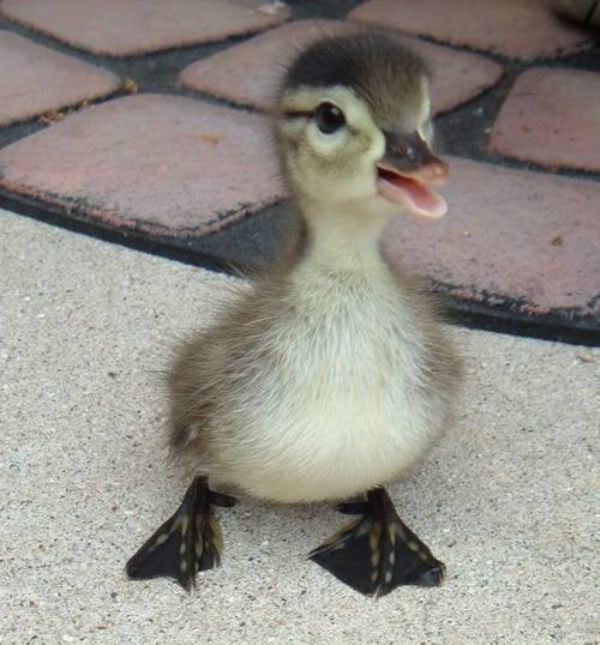 Babyduck