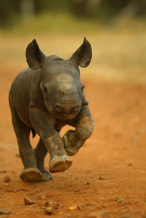 babyrhino