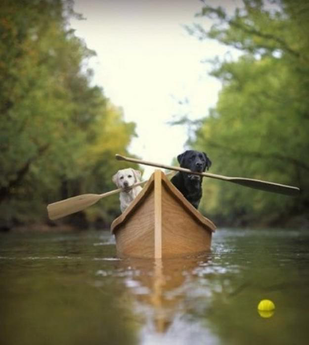 paddle