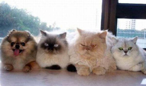 Excuses and Uncertainty