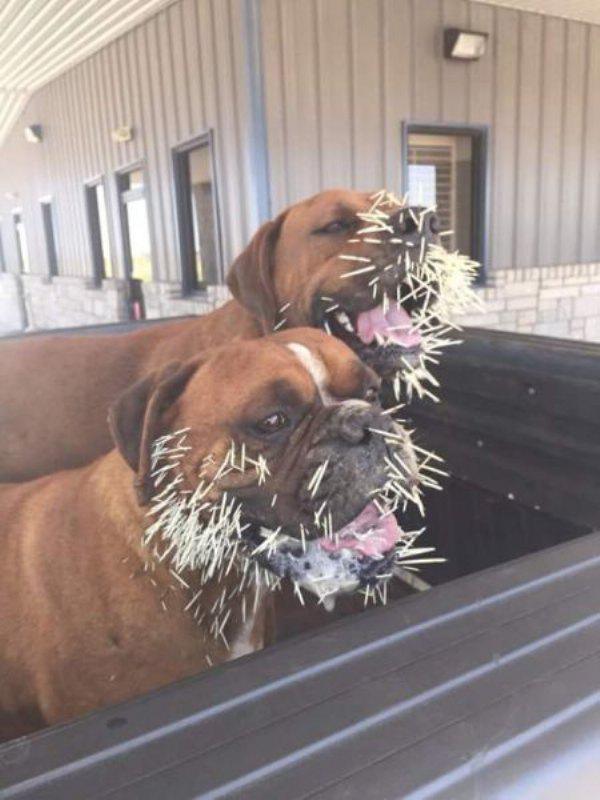 Excuses and Uncertainty