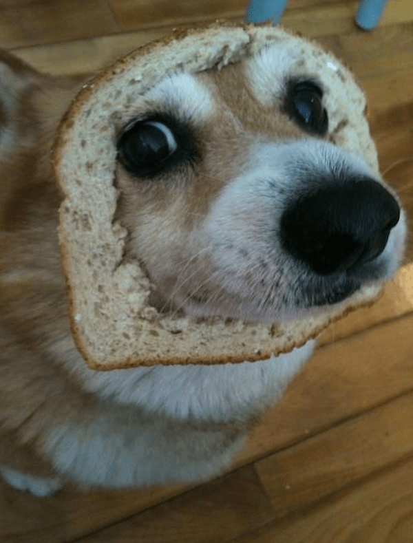 Why people won't follow instructions